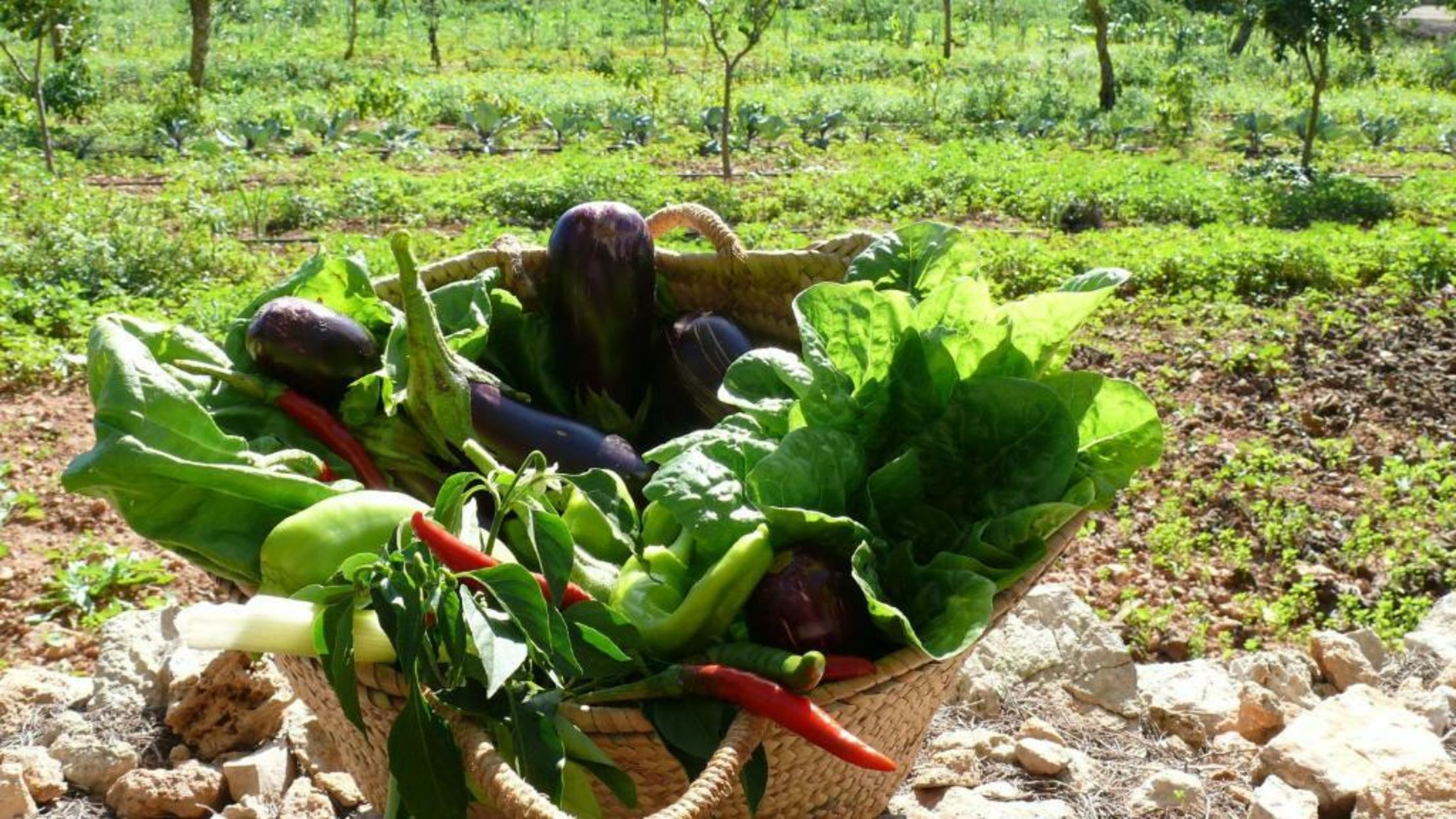 Sa Carrotja - Adults Only