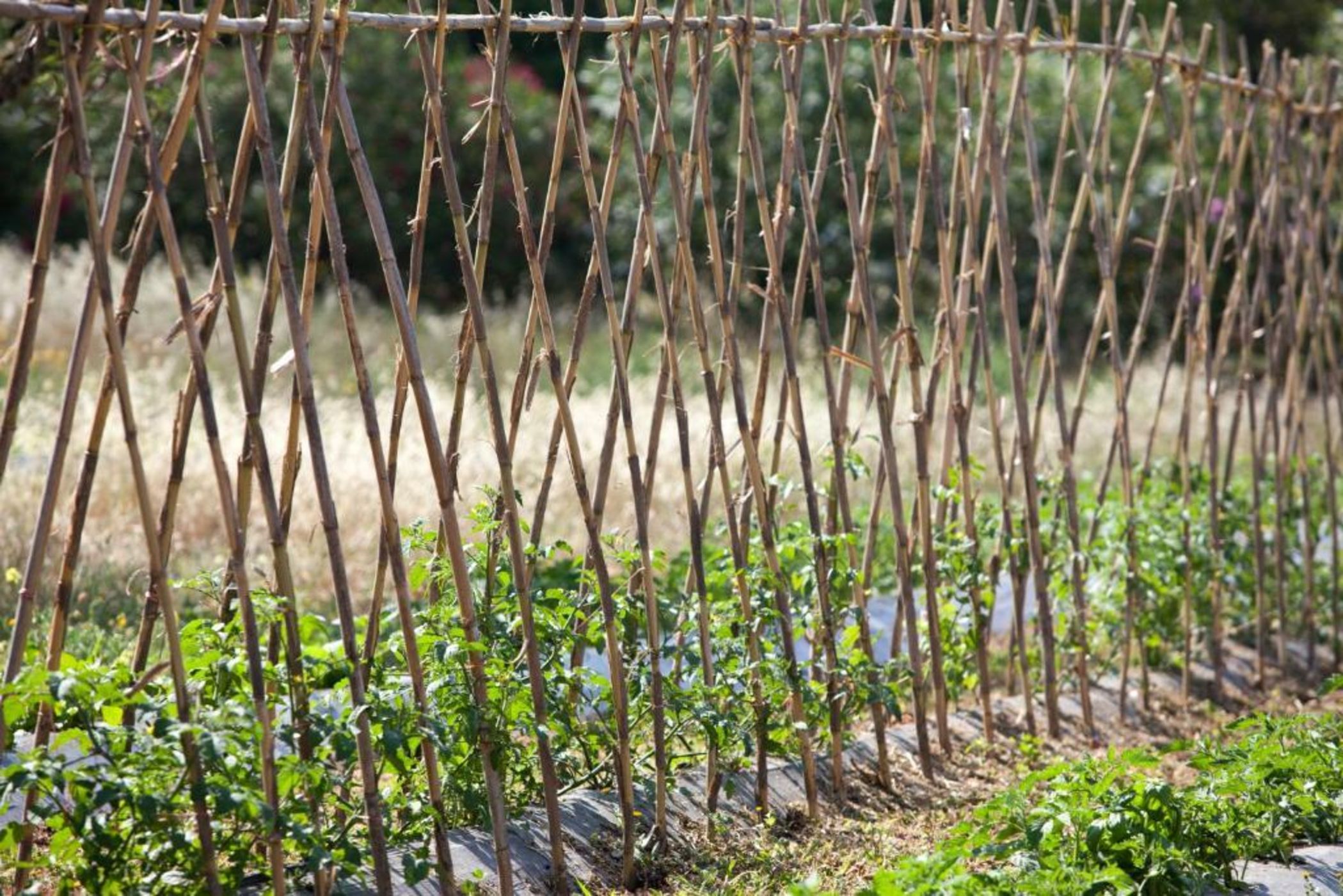 Sa Carrotja - Adults Only