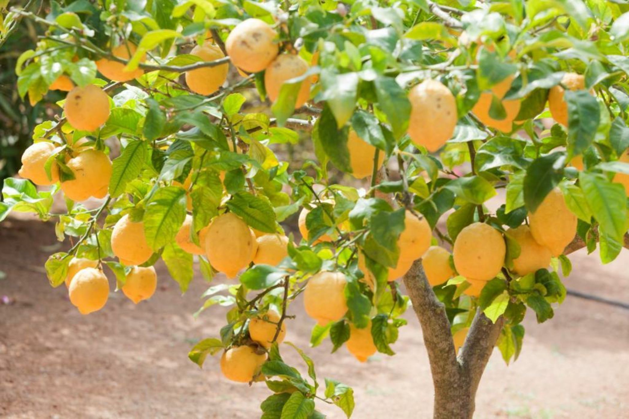 Sa Carrotja - Adults Only