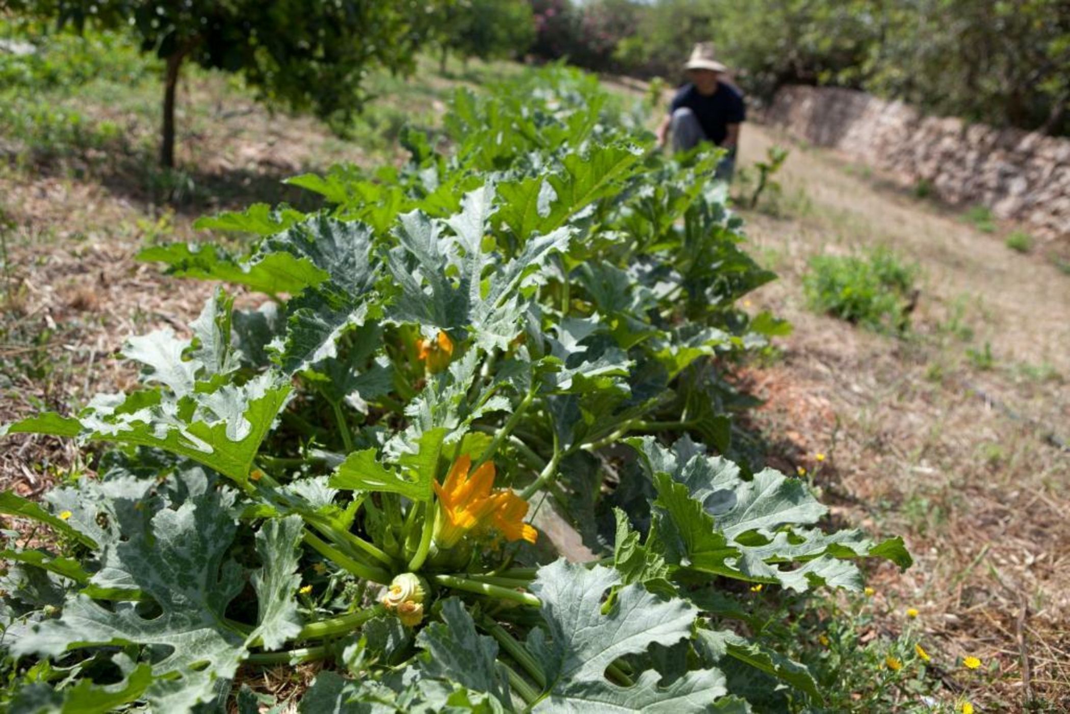 Sa Carrotja - Adults Only