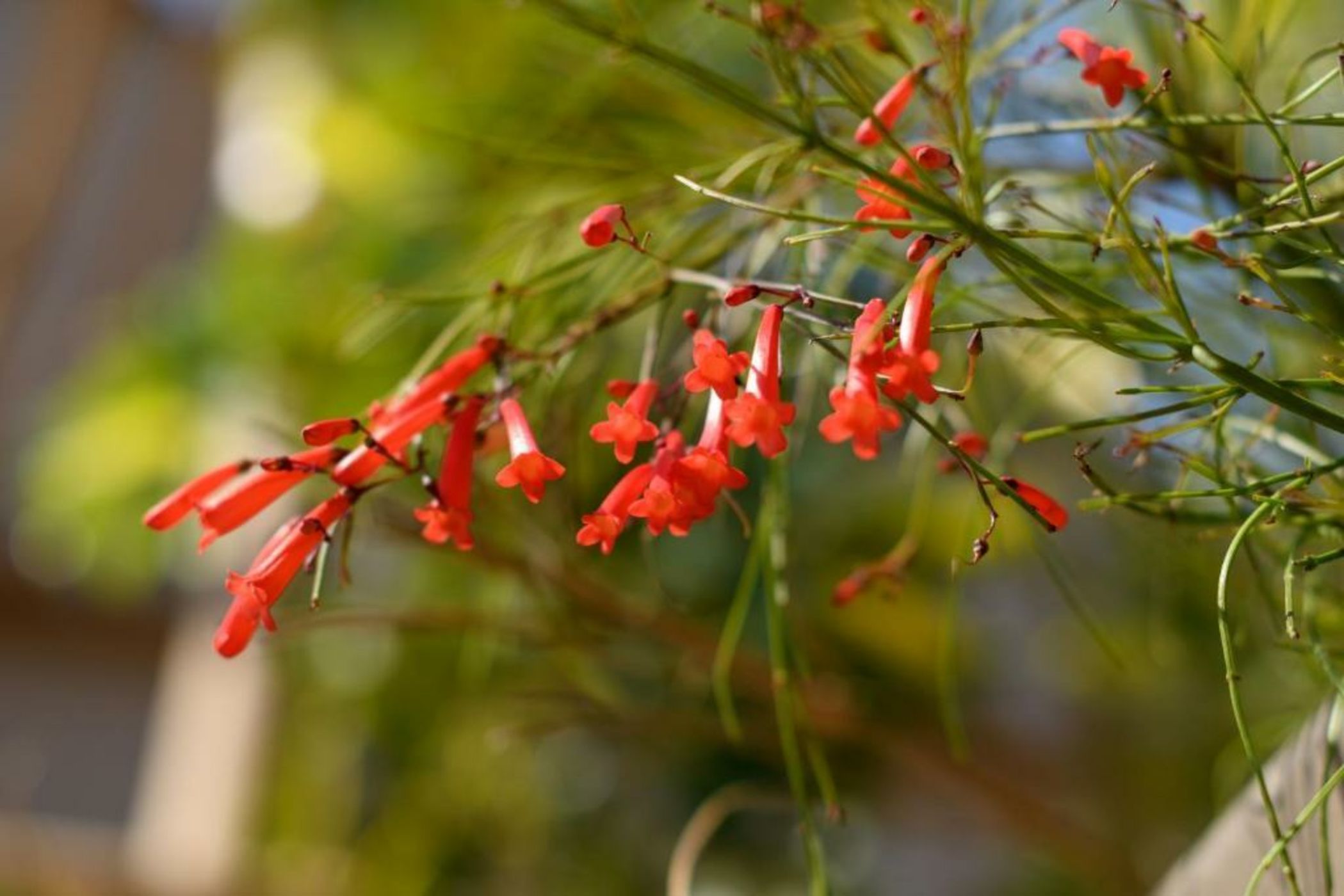 ALETRI new swim up HOTEL