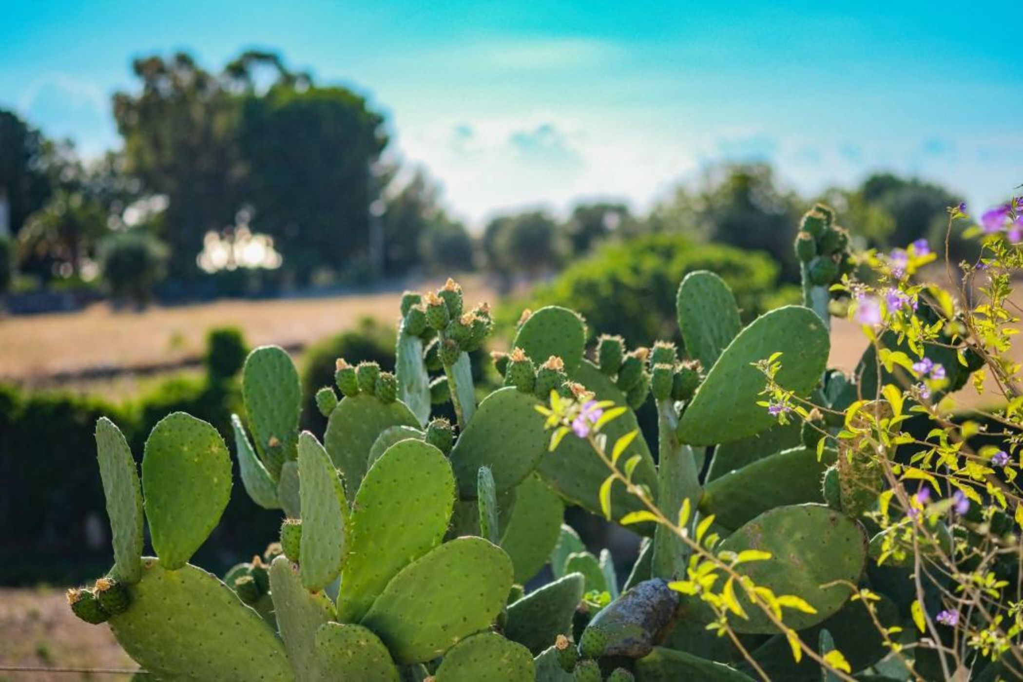 Borgobianco Resort & Spa – MGallery Hotel Collection