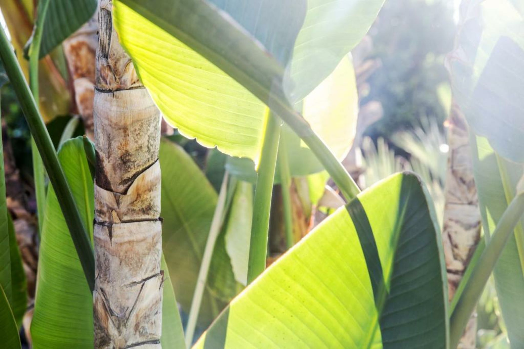 Santiago Resort - Palm Springs Premier Gay Men’s Resort