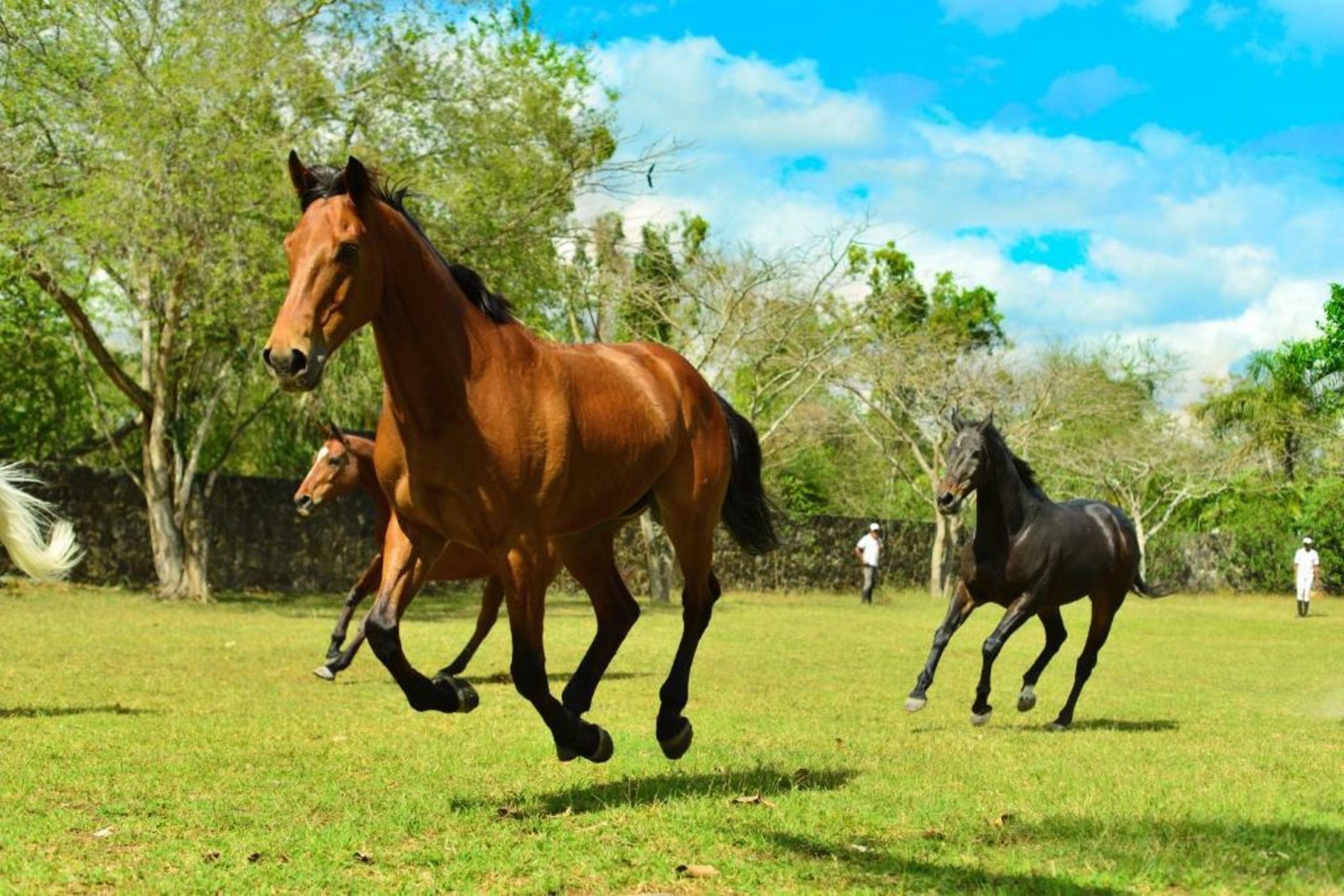 Maritim Resort & Spa Mauritius