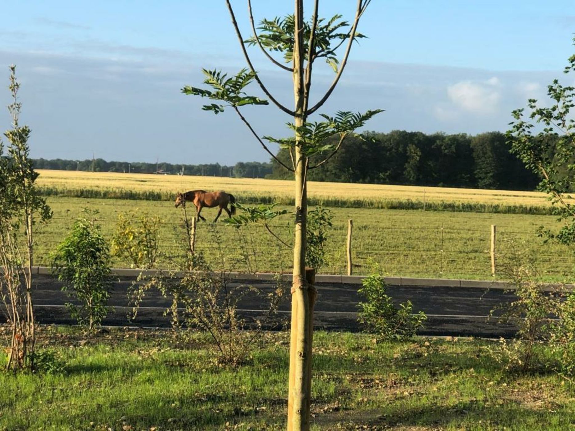 Le Bois des Chambres
