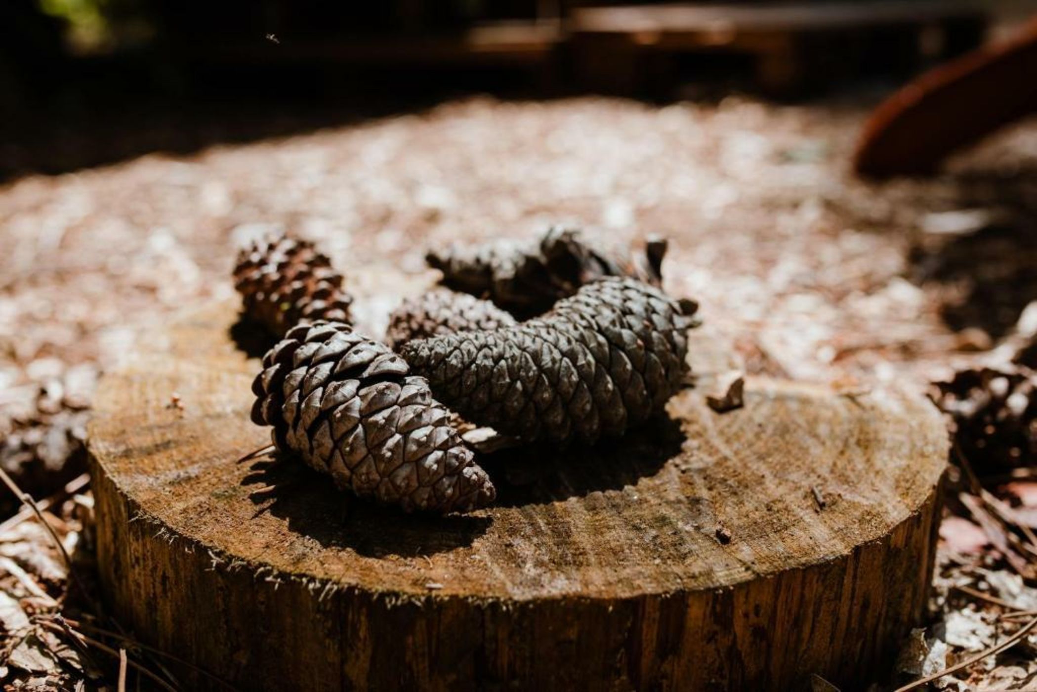 Tiny Stay - Ecolodge