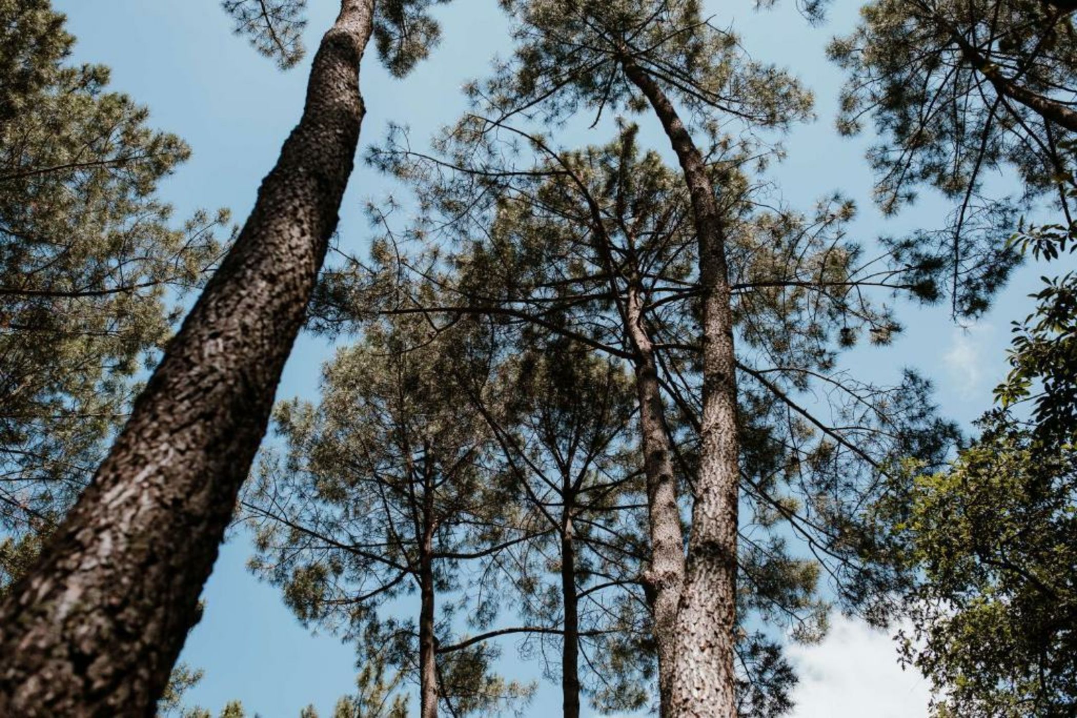 Tiny Stay - Ecolodge