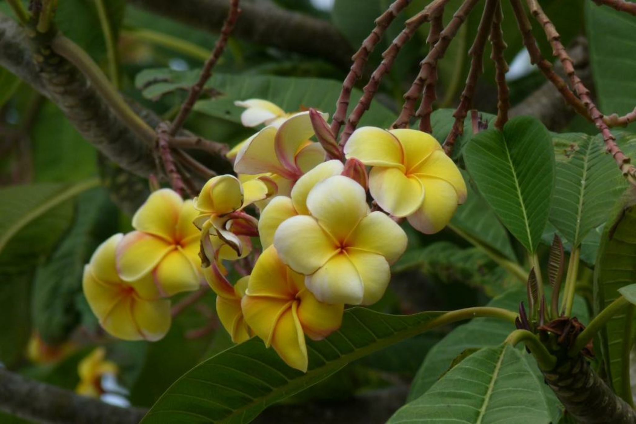 Peponi Hotel Lamu - Kenya