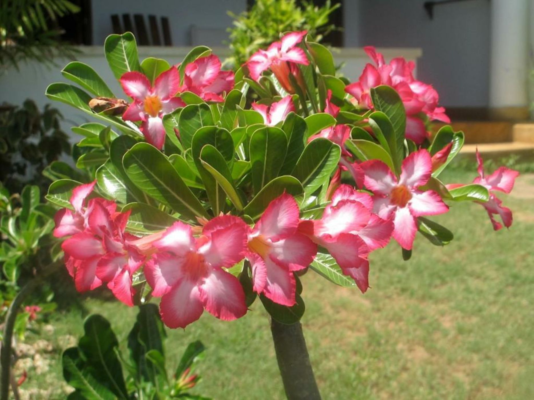 Peponi Hotel Lamu - Kenya