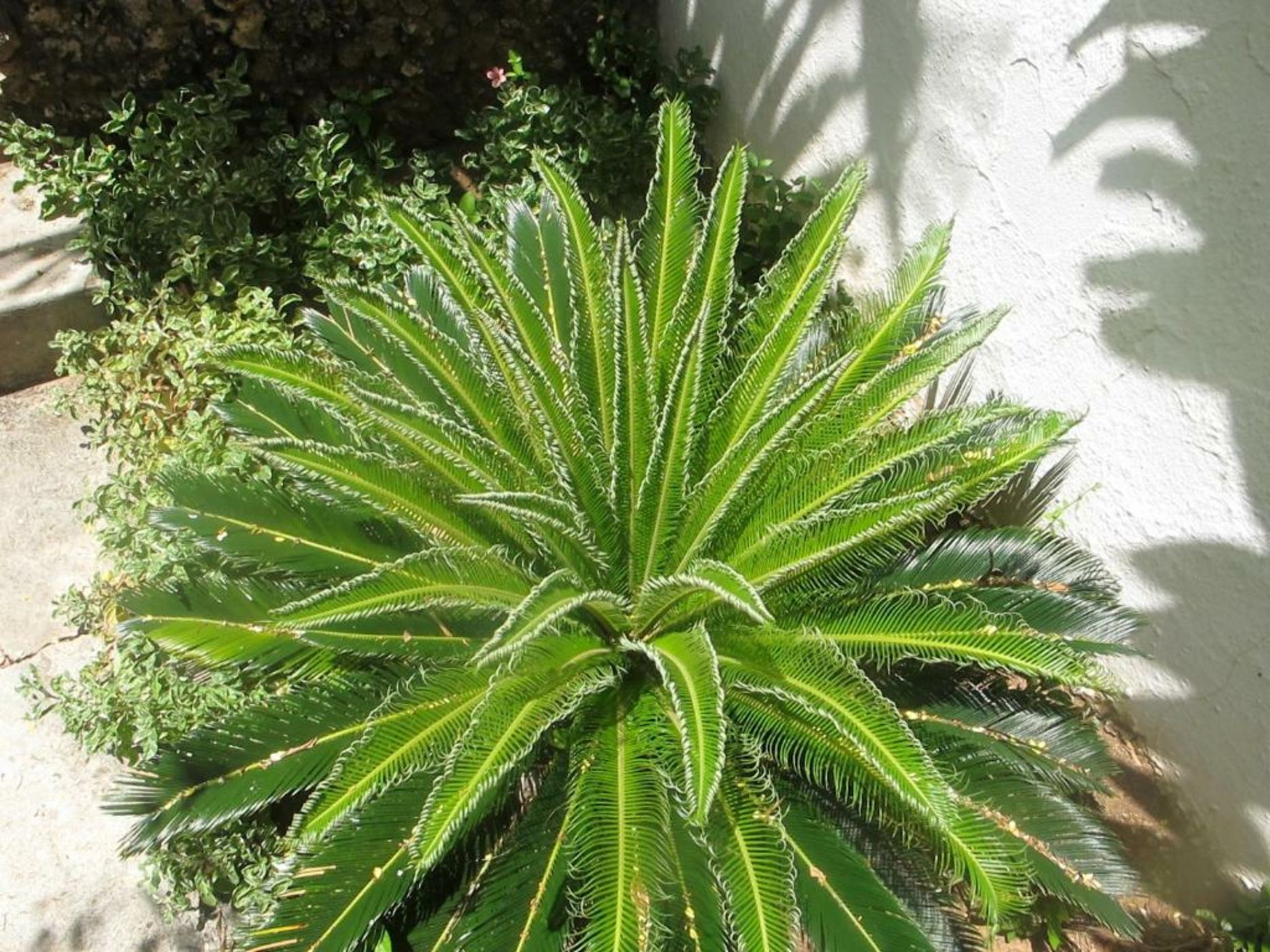 Peponi Hotel Lamu - Kenya