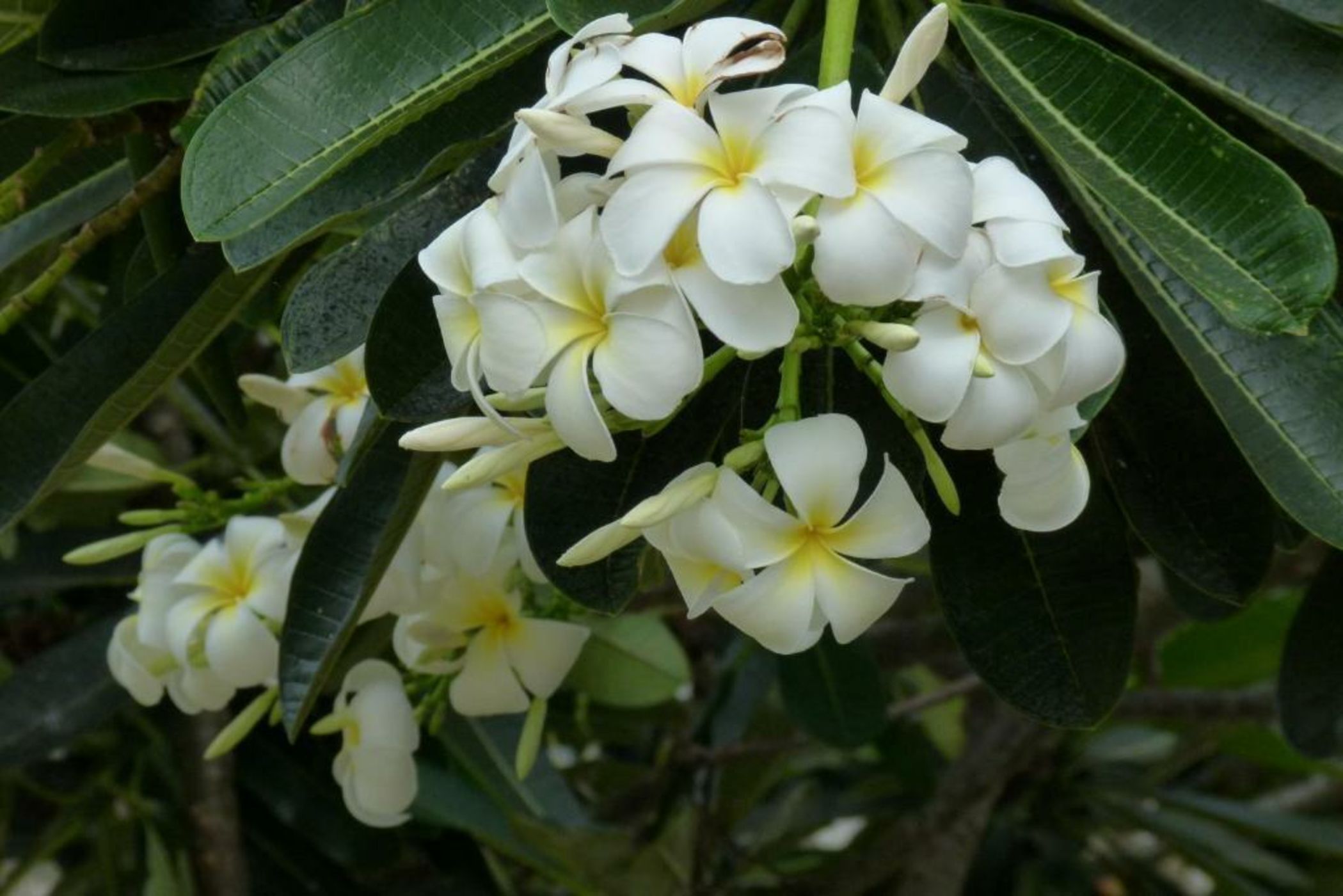 Peponi Hotel Lamu - Kenya