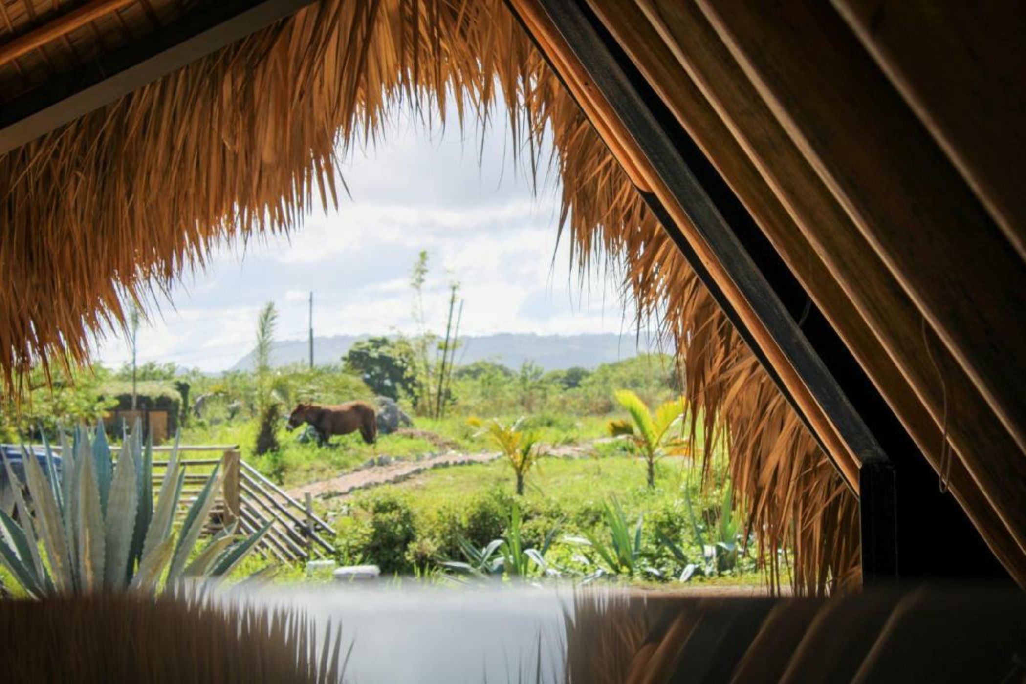 Green Land Bubble Glamping