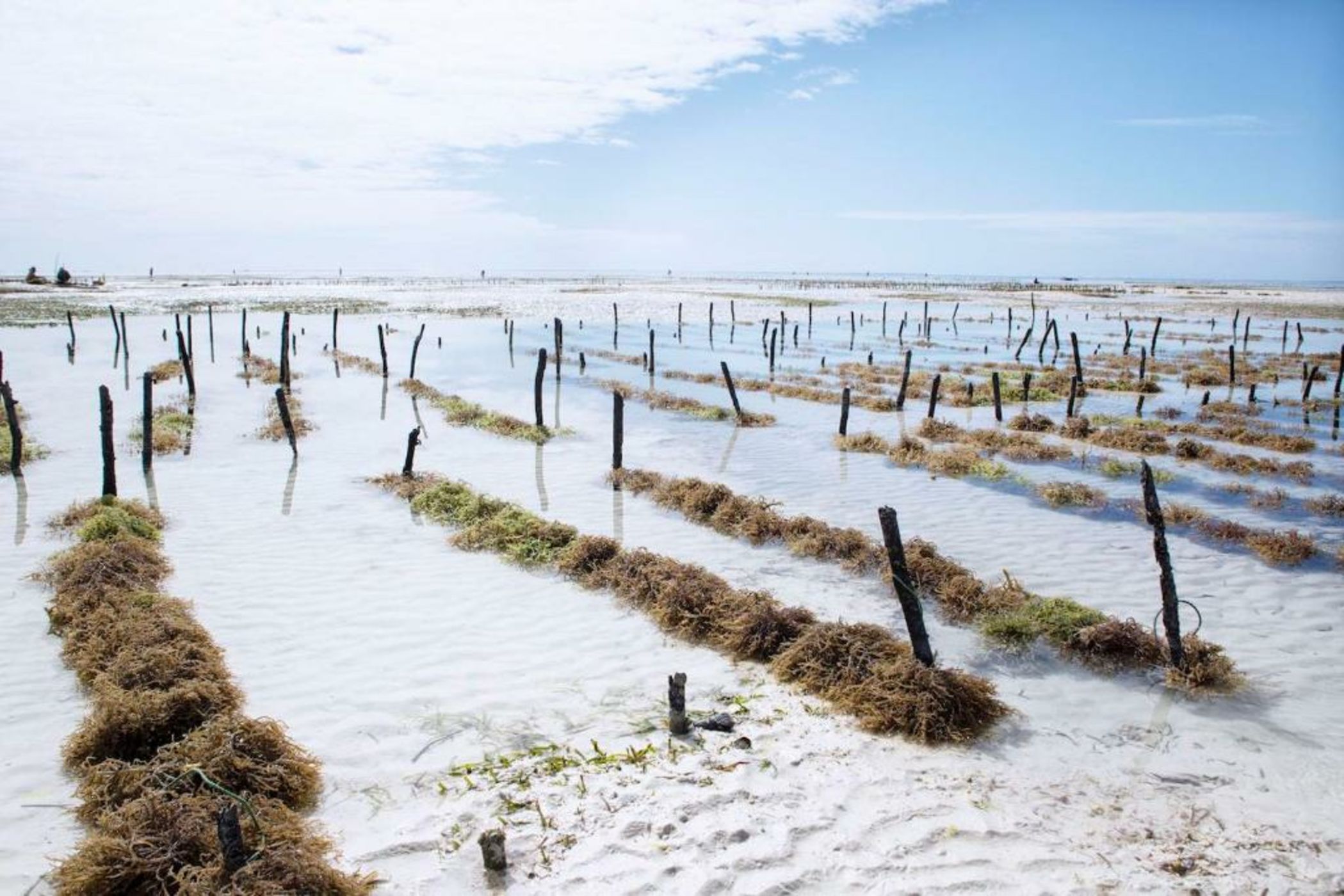 The Island - Pongwe Lodge