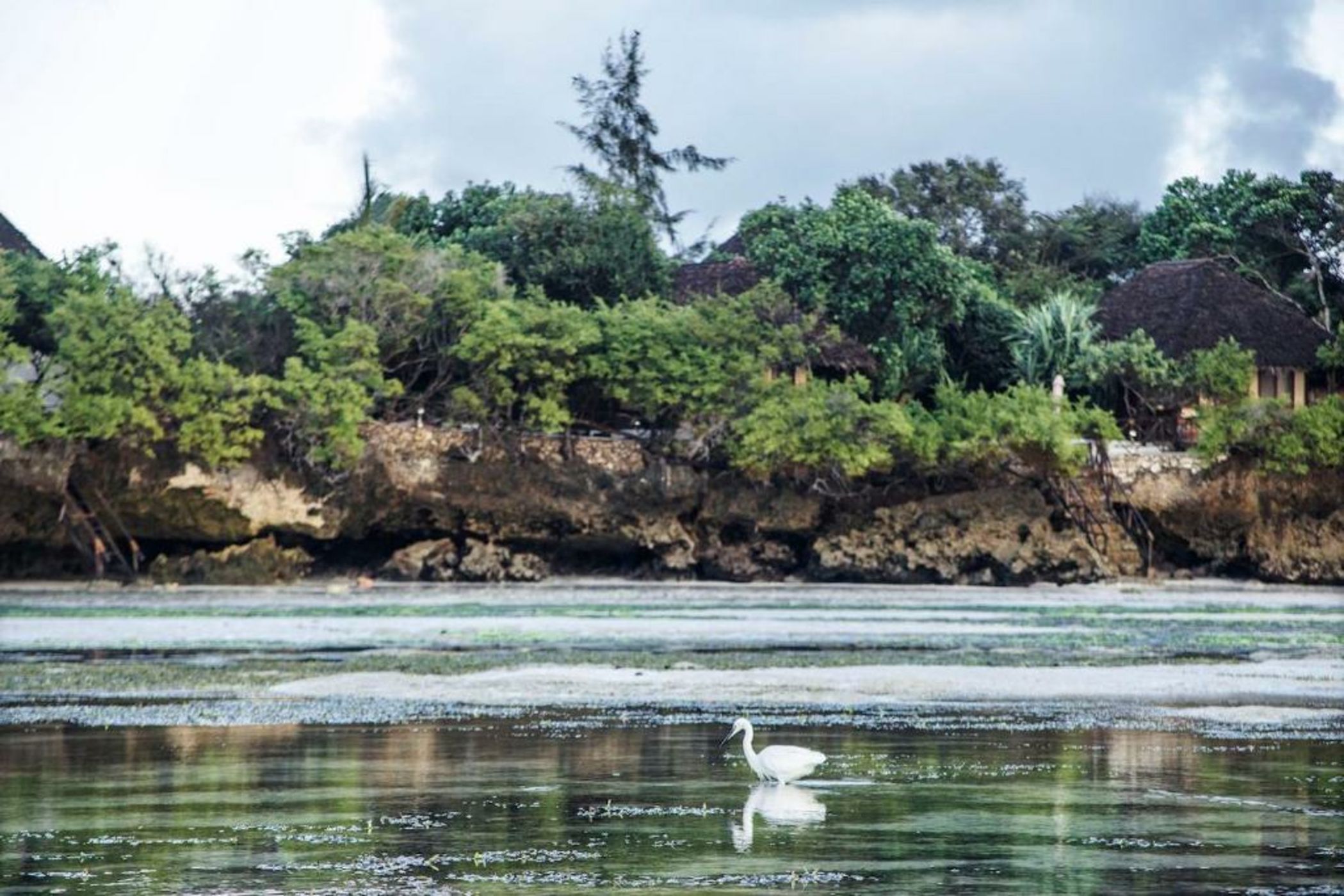 The Island - Pongwe Lodge