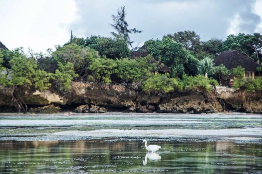 The Island - Pongwe Lodge