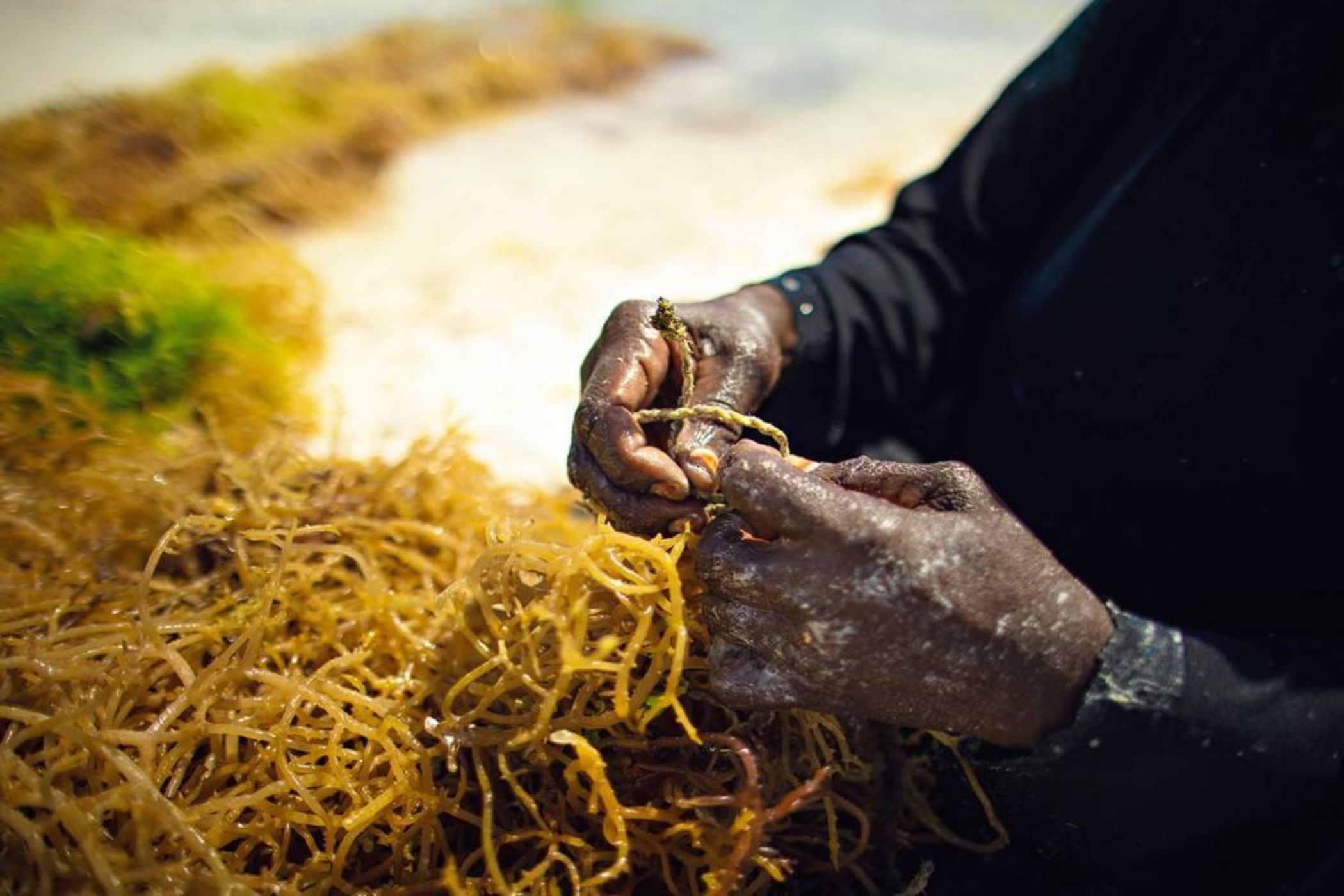 The Island - Pongwe Lodge