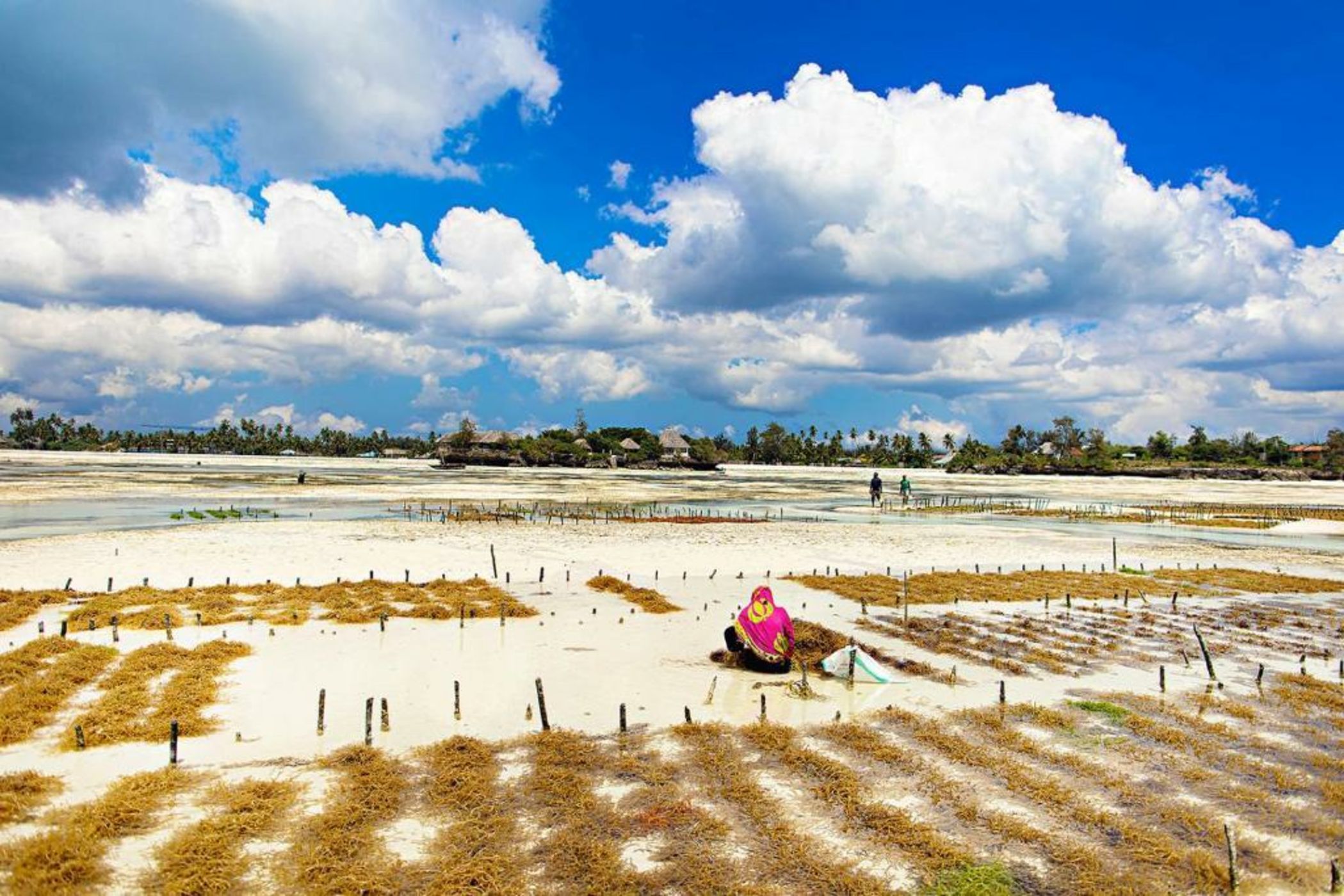 The Island - Pongwe Lodge