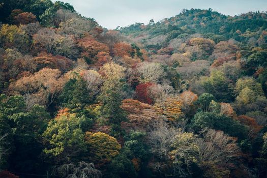 MUNI KYOTO