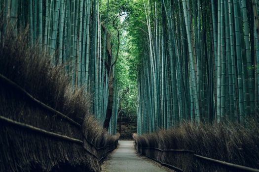 MUNI KYOTO