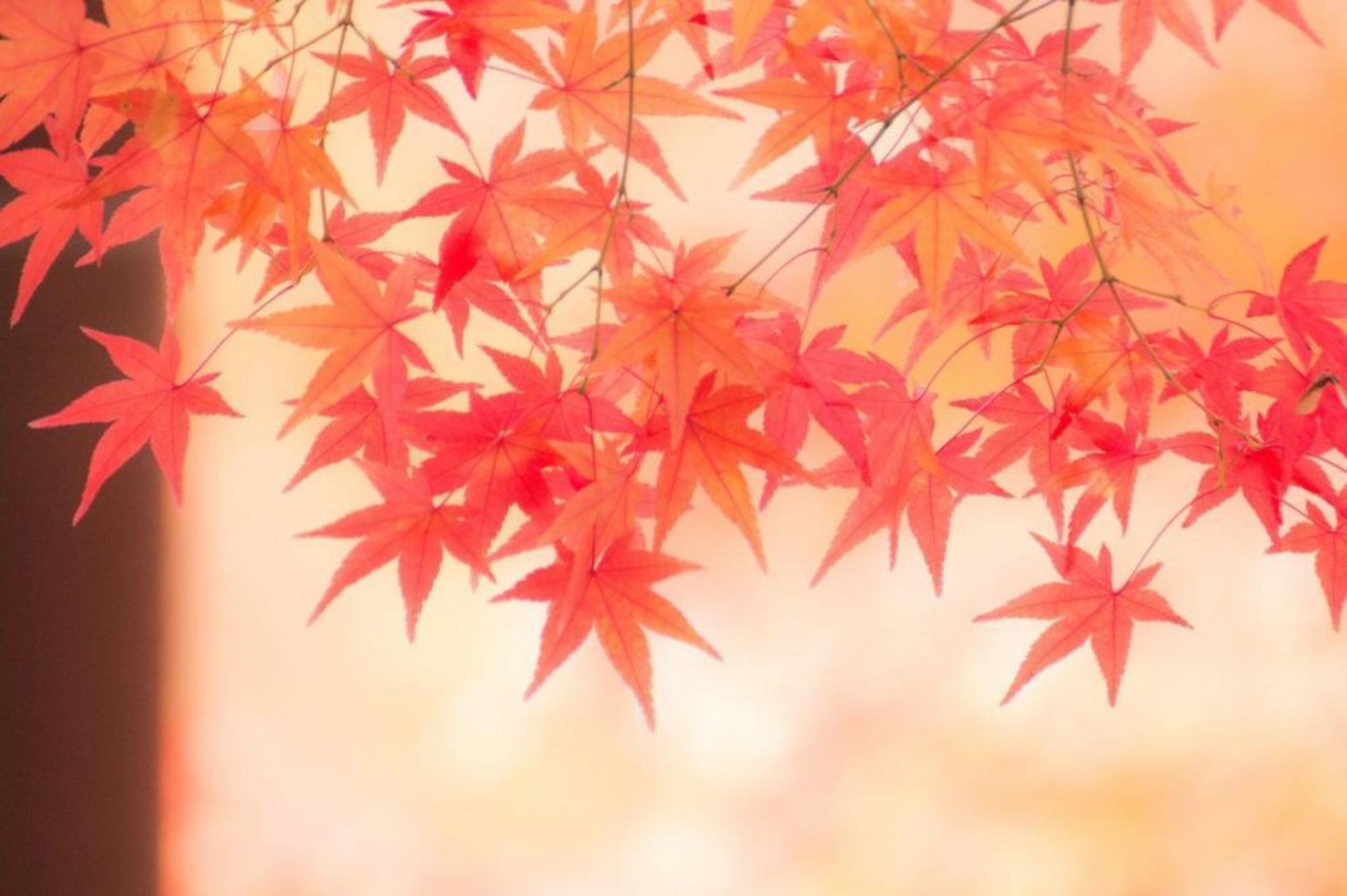 TSUGU Kyoto Sanjo by THE SHARE HOTELS