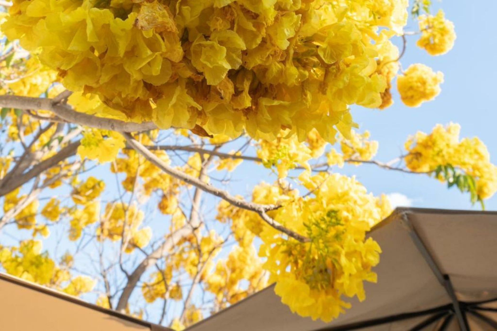 Majagua Hotel Boutique -Adults Only