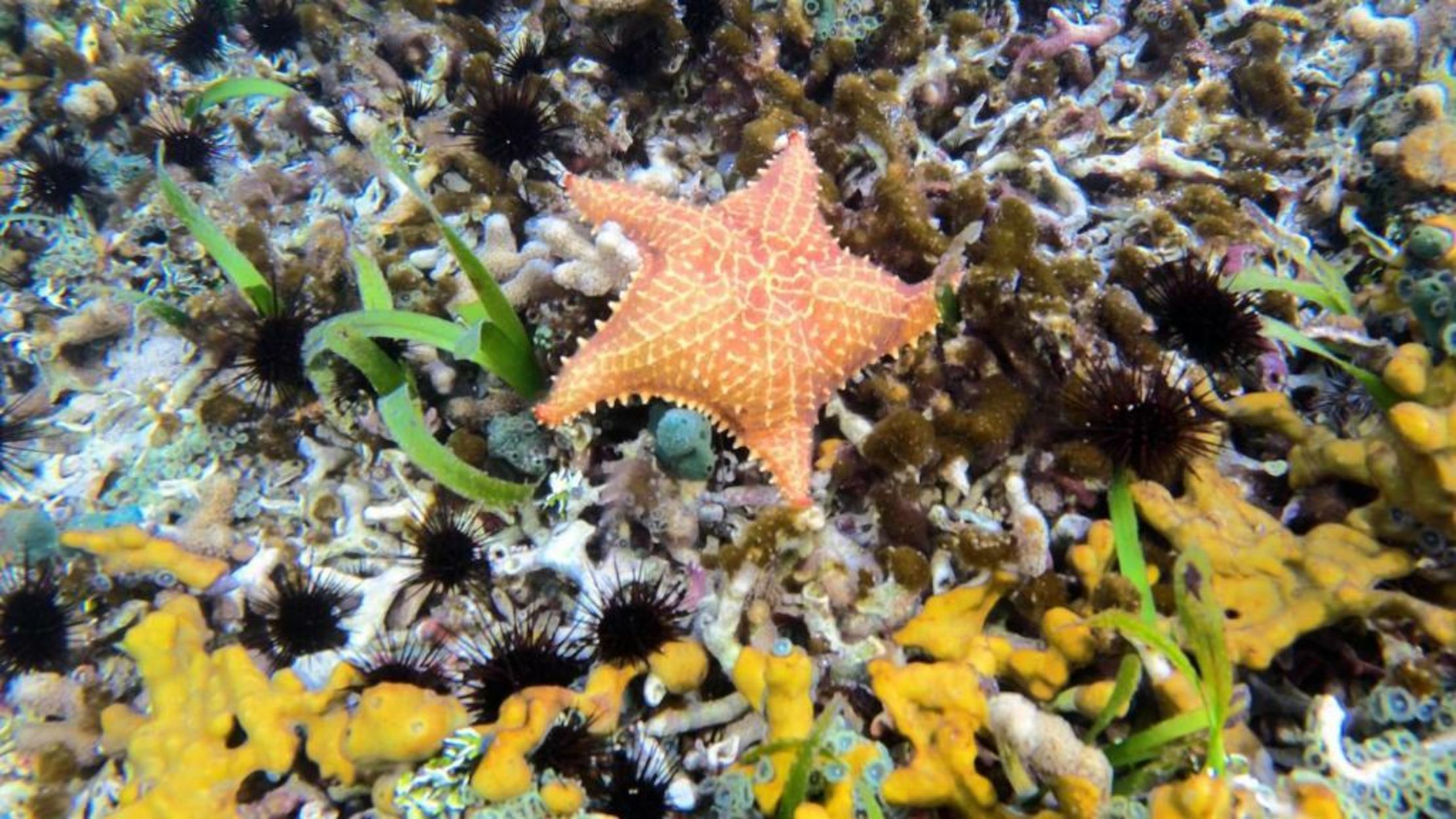 Nayara Bocas del Toro