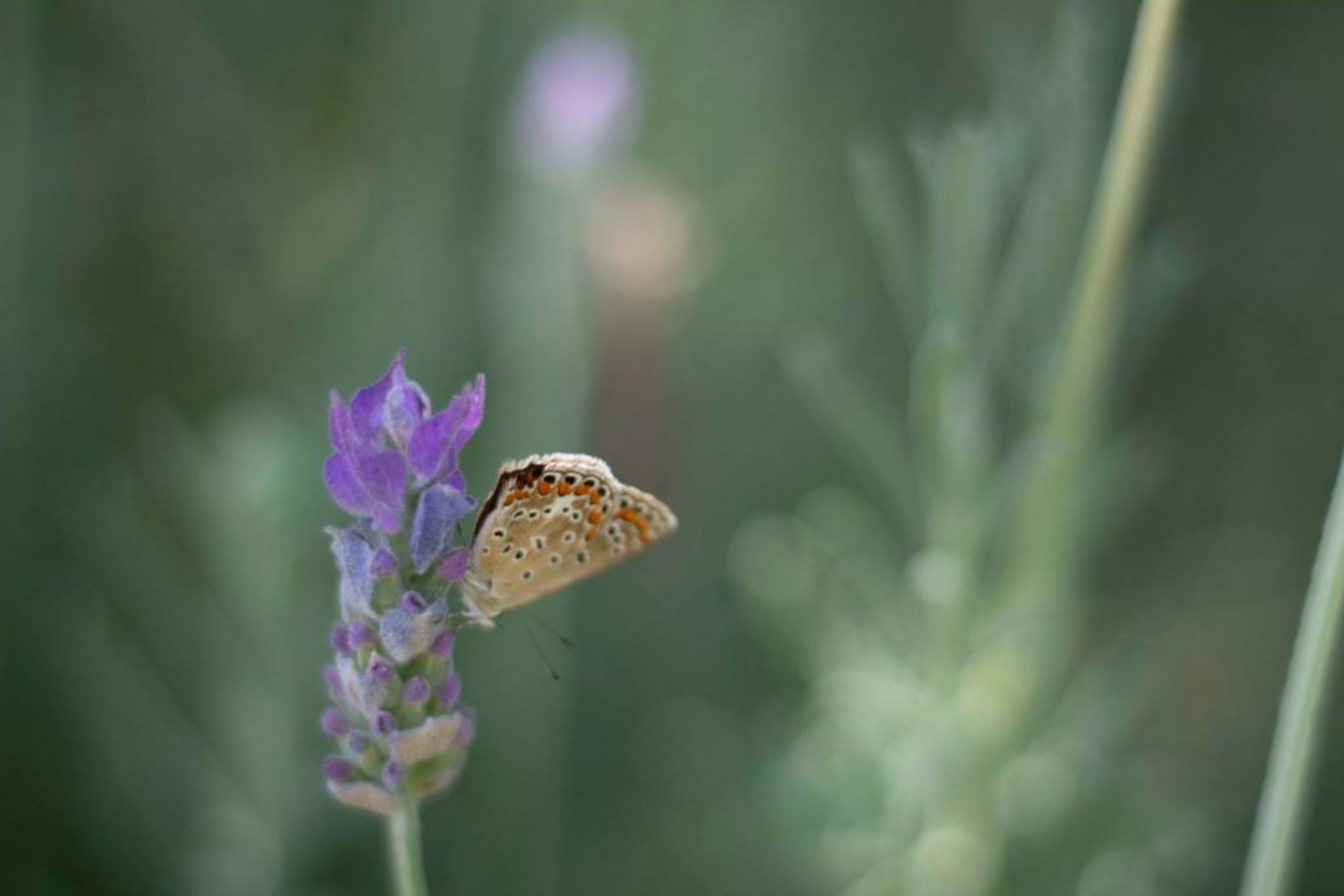 Oikos in Terre di Zaccanello