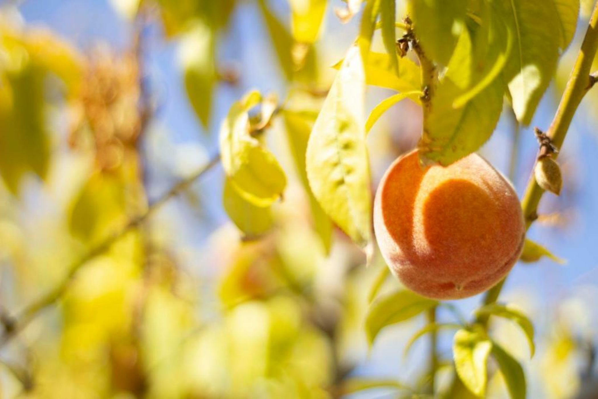 Oikos in Terre di Zaccanello