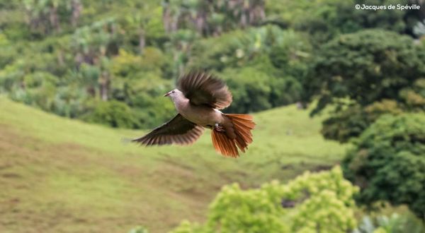 Ferney Nature Lodge