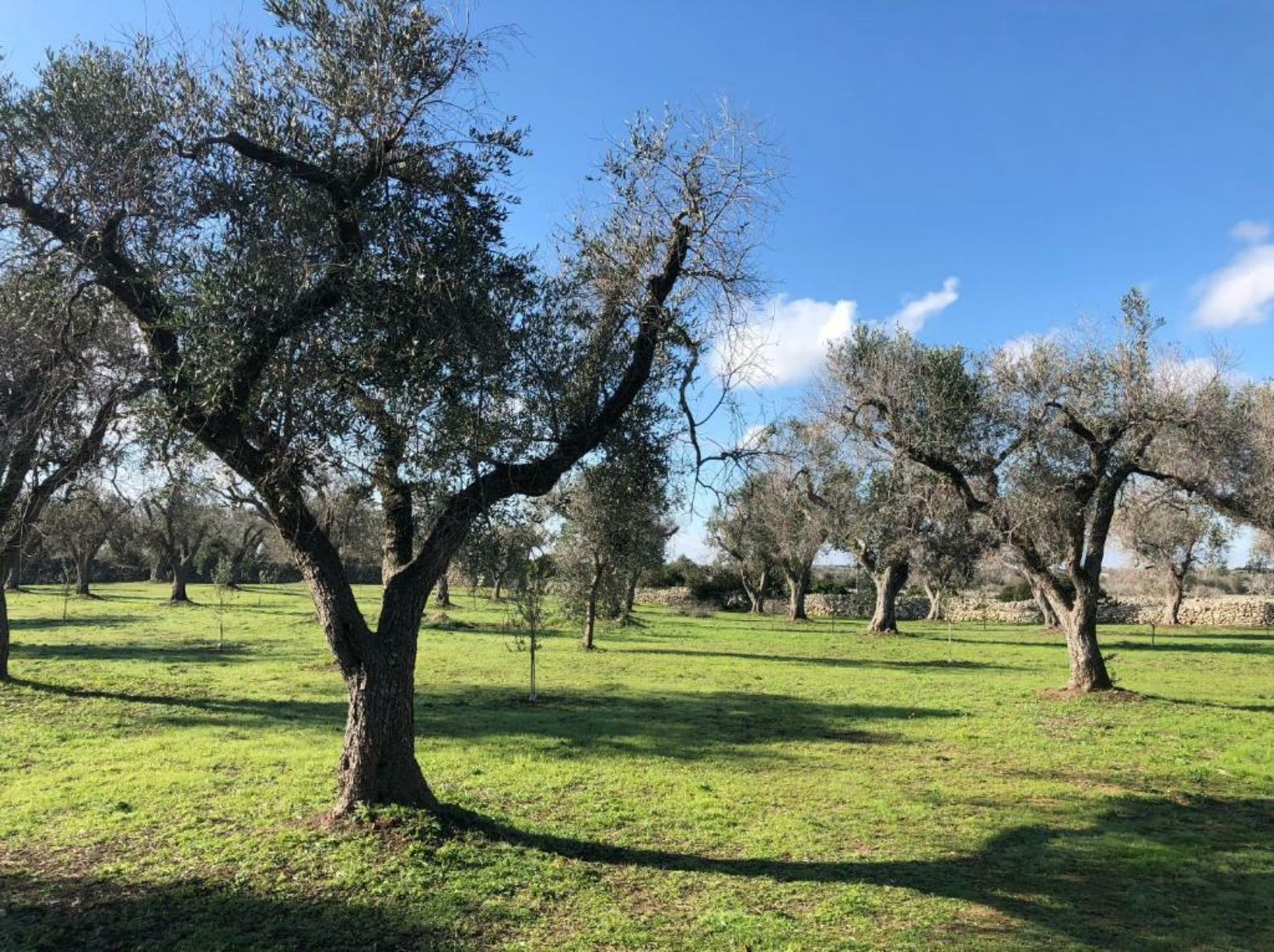 Terecate Experimental Relais