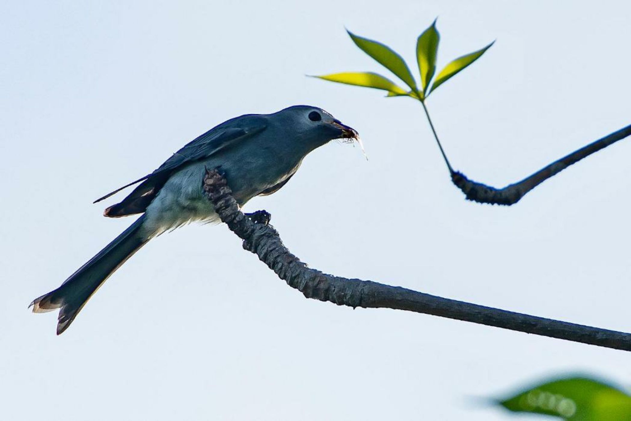 Coconut Lane Bangkok
