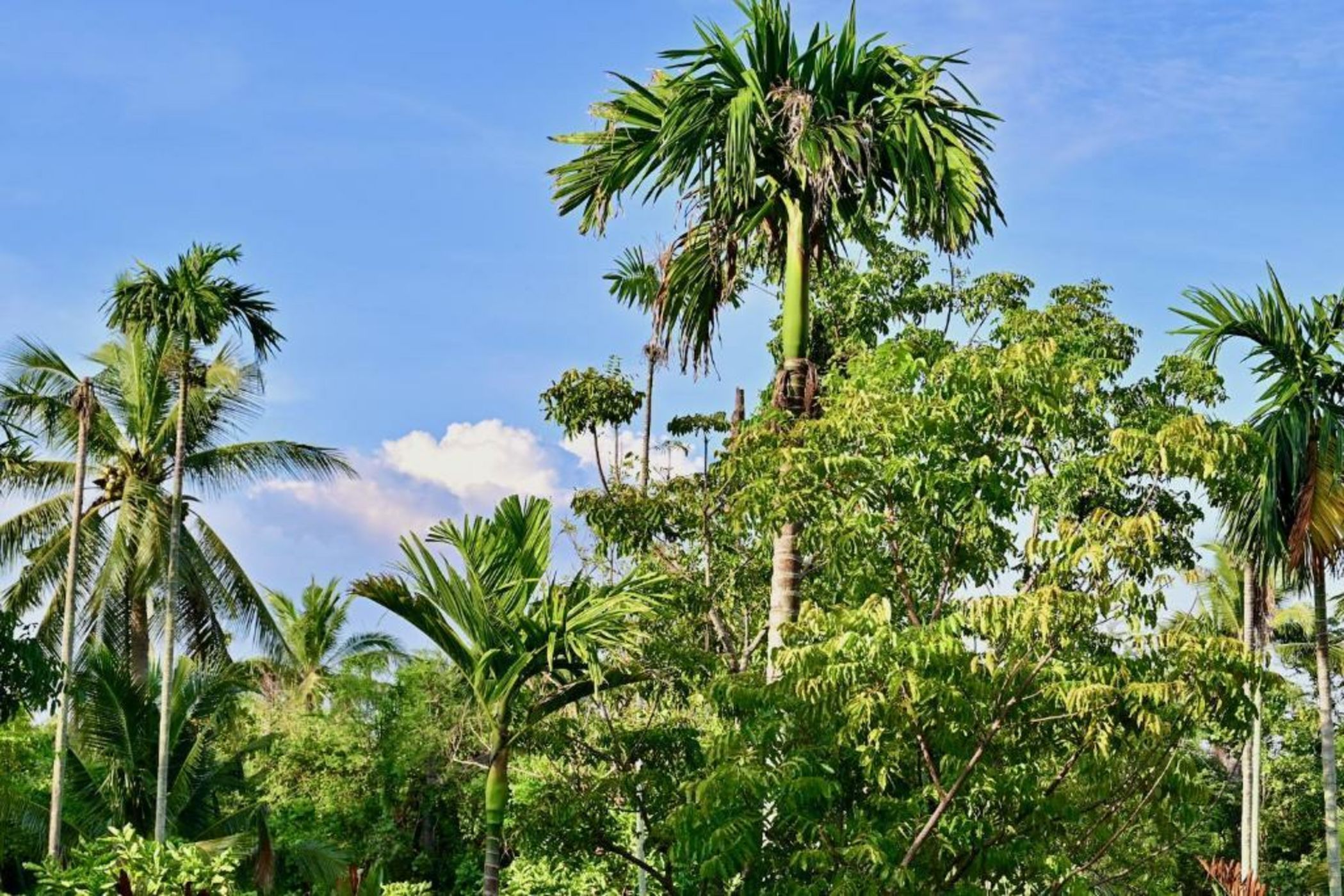 Coconut Lane Bangkok