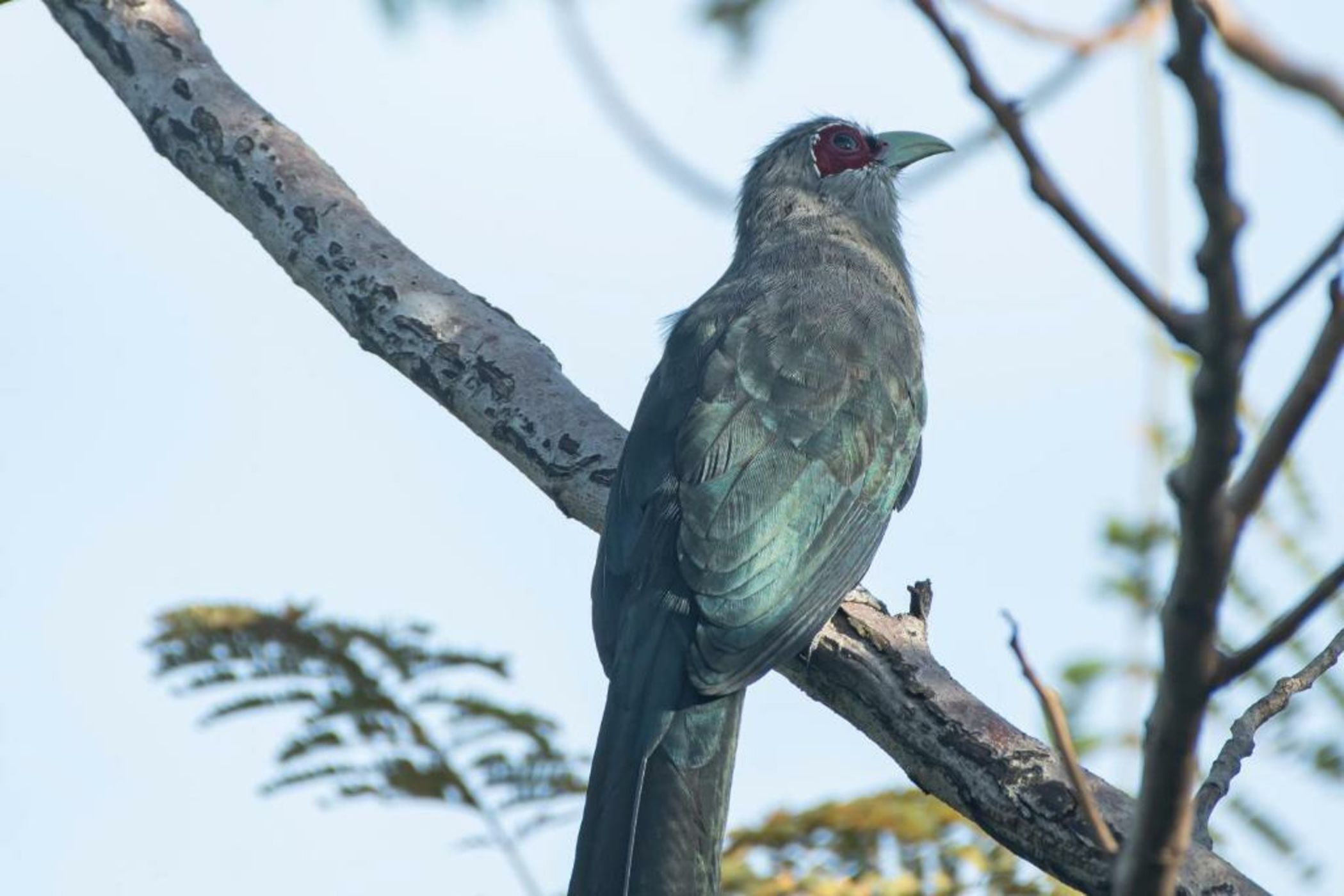 Coconut Lane Bangkok