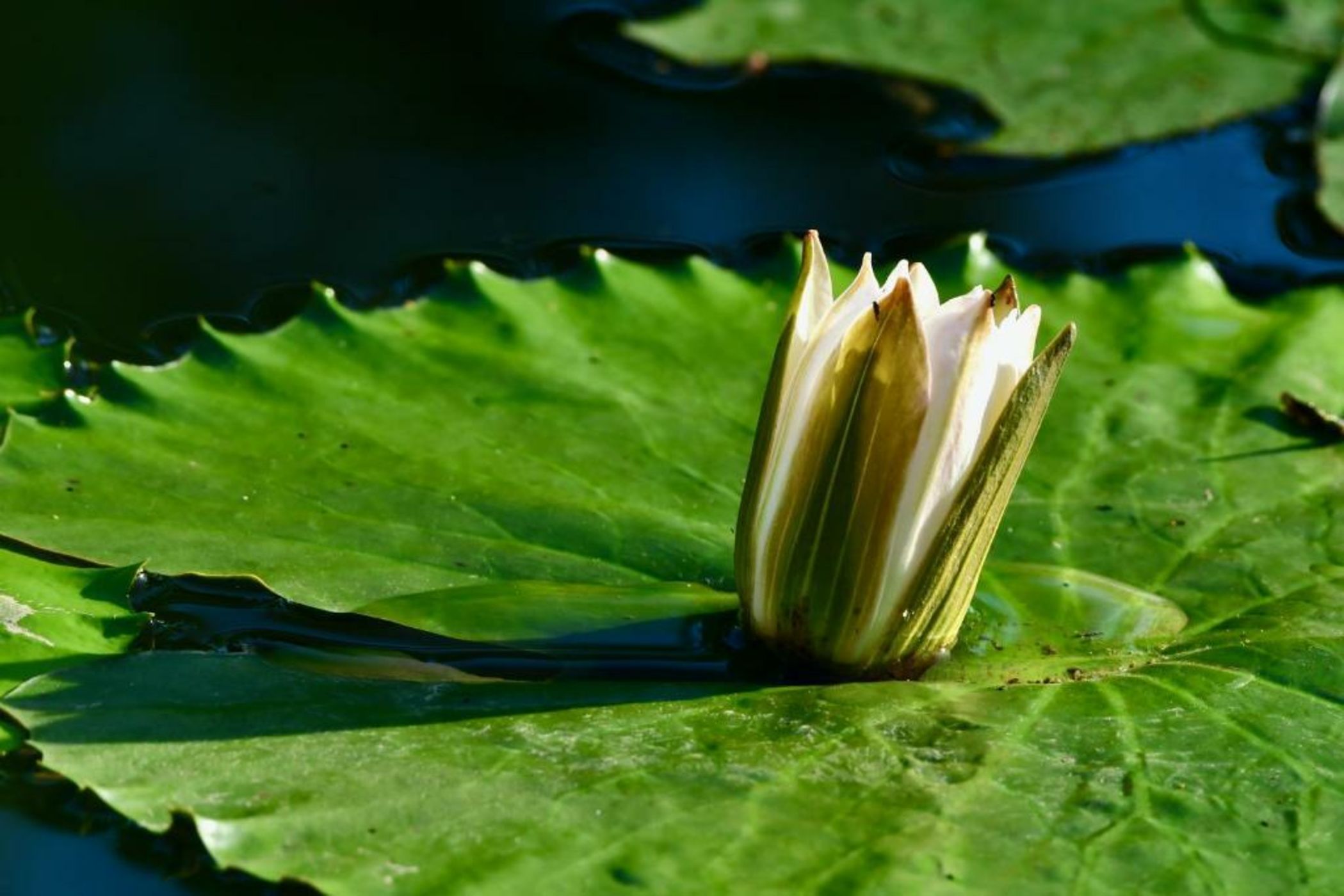 Coconut Lane Bangkok