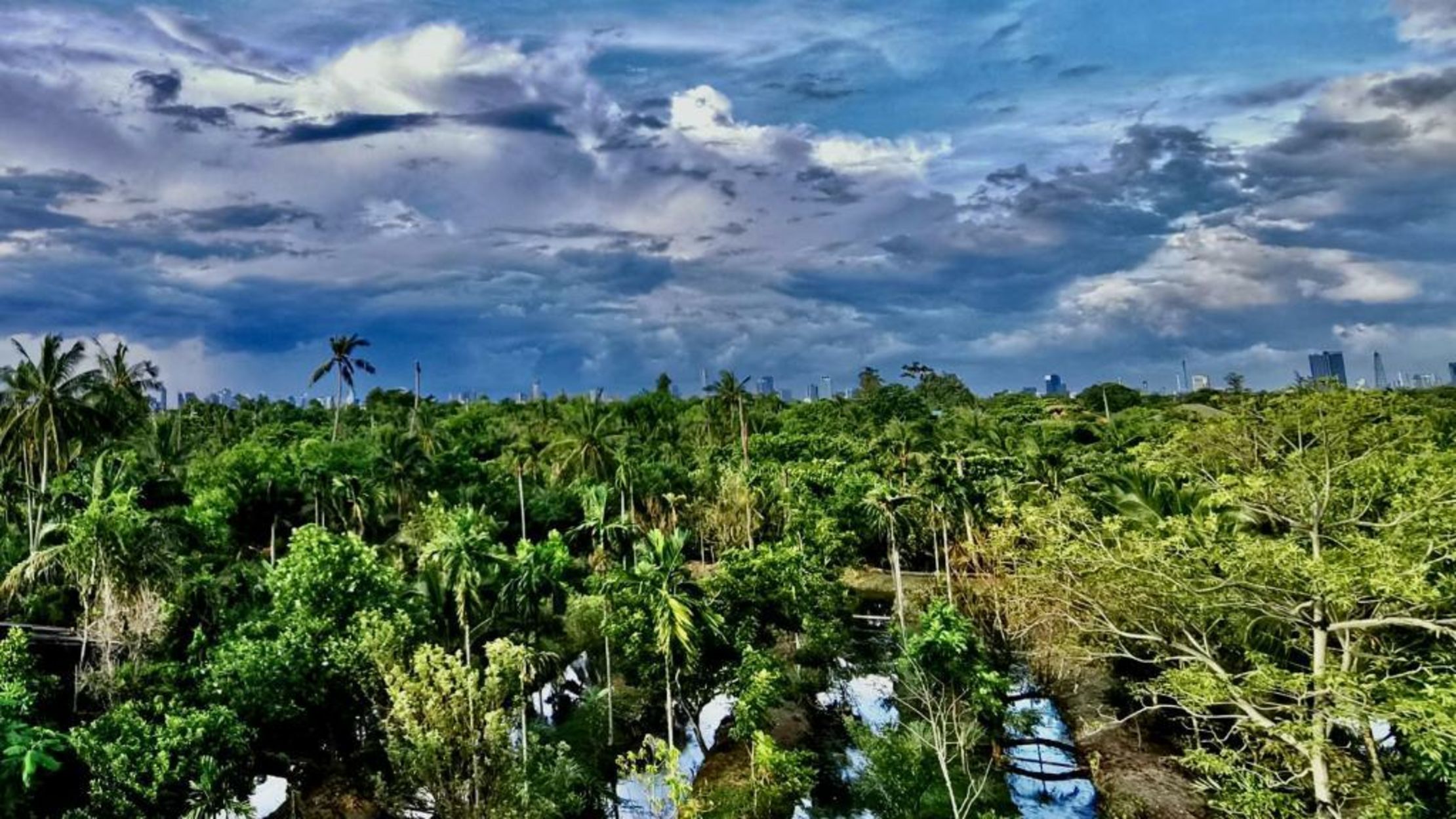 Coconut Lane Bangkok
