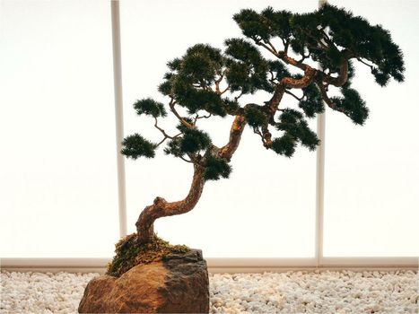 nol kyoto sanjo