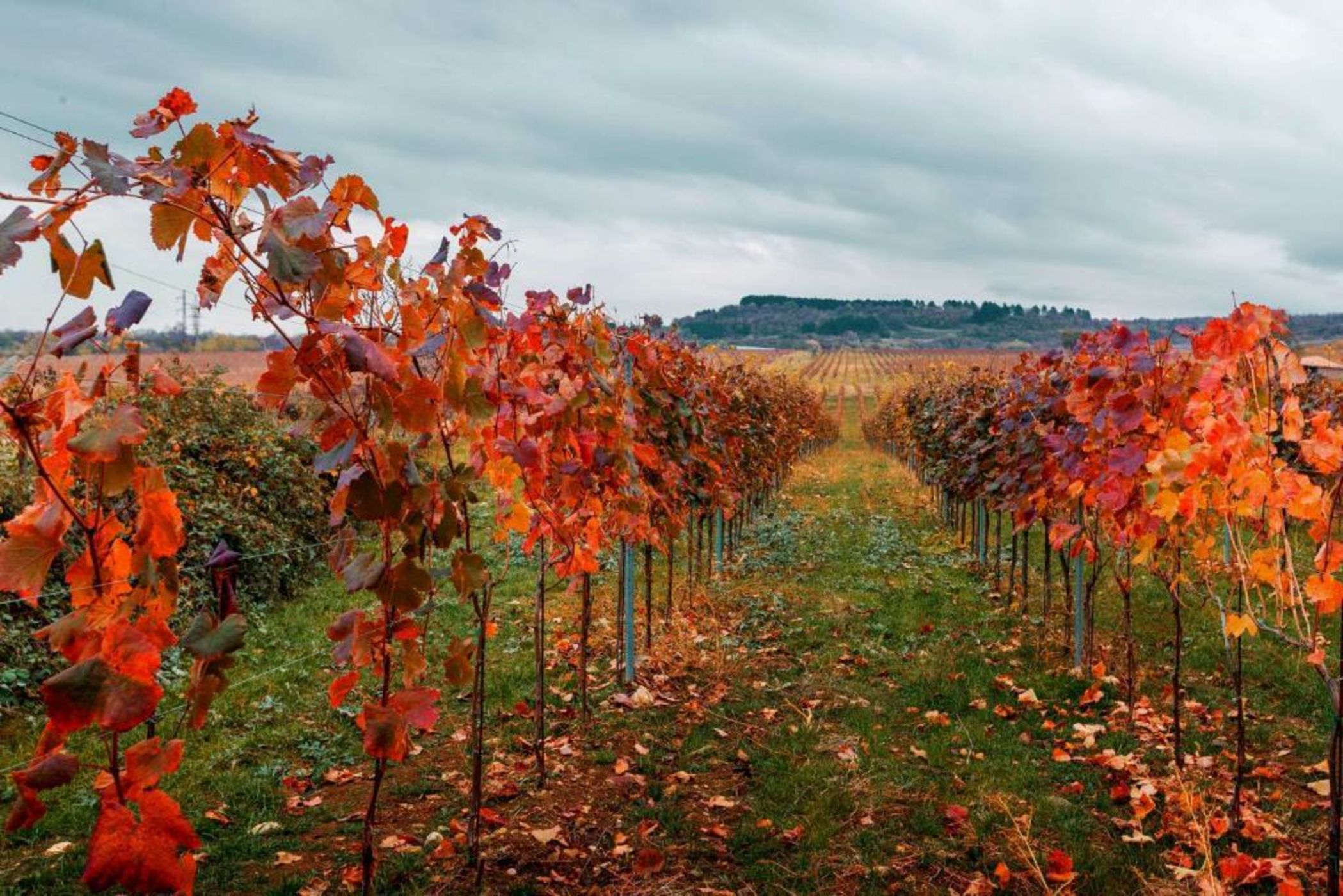 Tsinandali Estate, A Radisson Collection Hotel