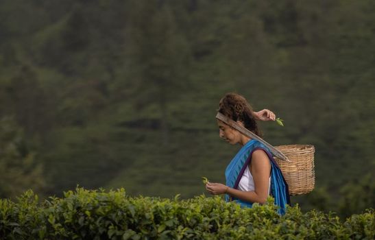 Heritance Tea Factory