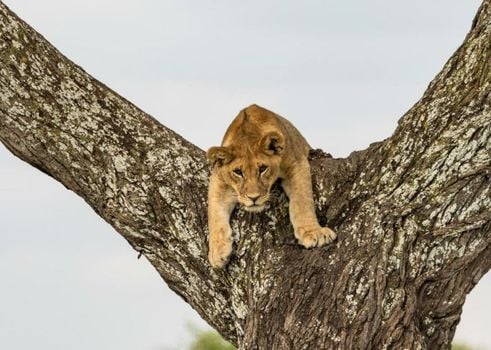 Ngorongoro Lodge member of Meliá Collection