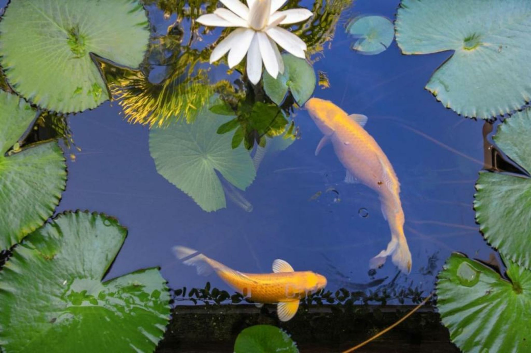 Villa Manuiti, balinese luxury home - private swim SPA, ocean view - OFYR BBQ - KoÏ pond