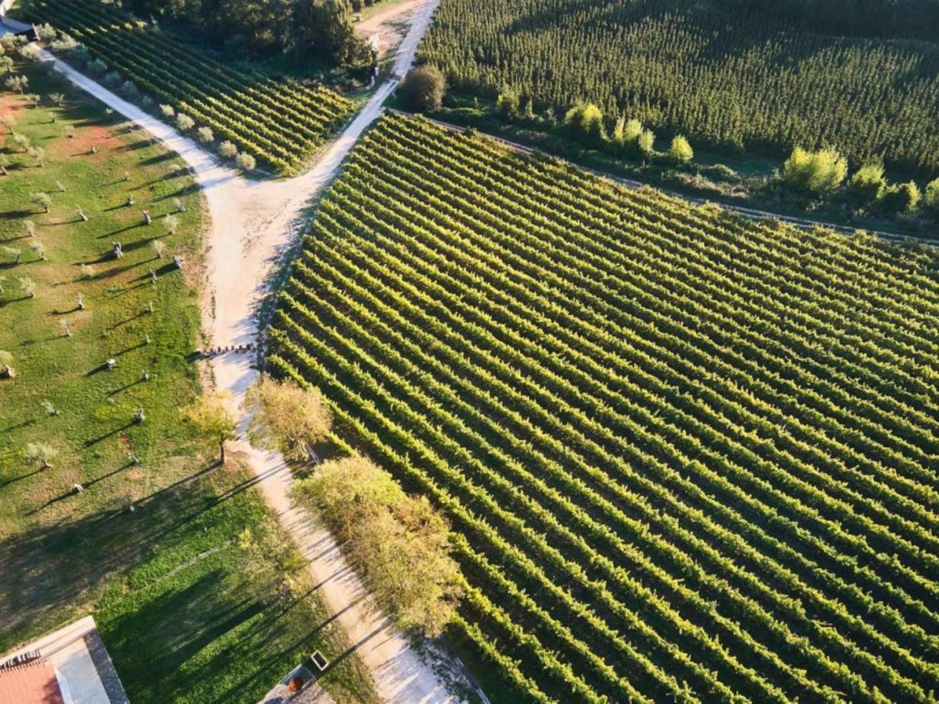 Quinta do Porto Nogueira by Romana Vini