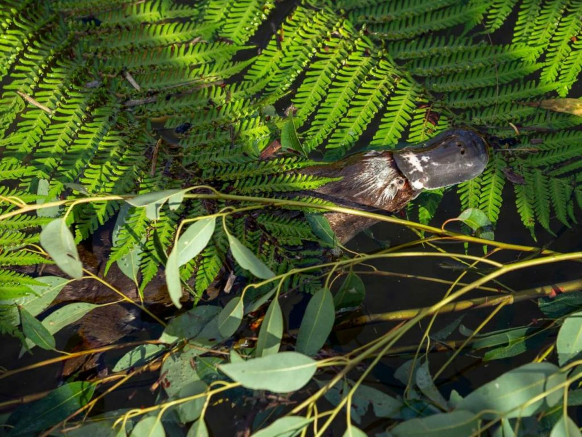 Wildlife Retreat at Taronga