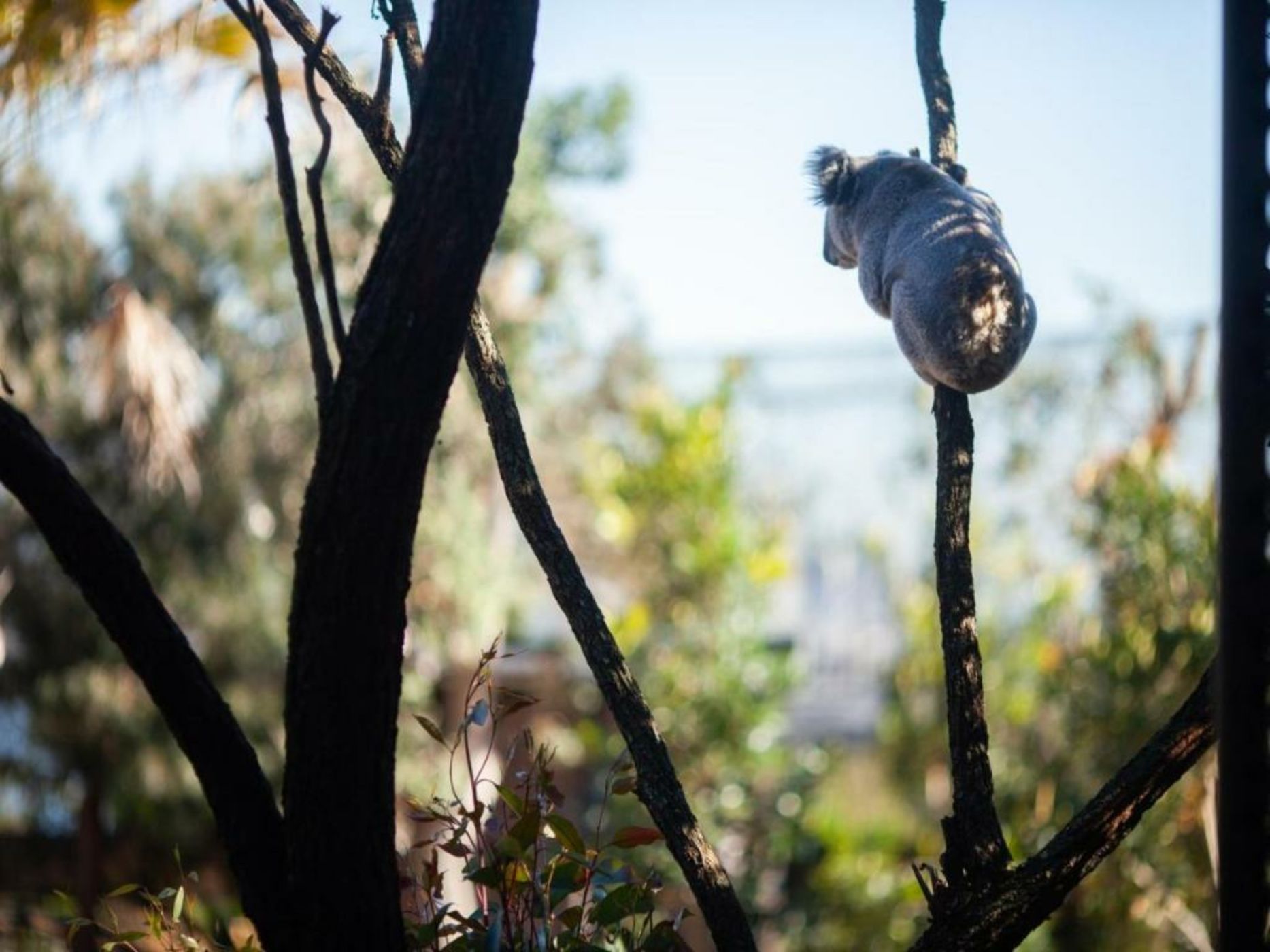 Wildlife Retreat at Taronga
