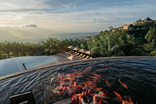 Elevate Bali