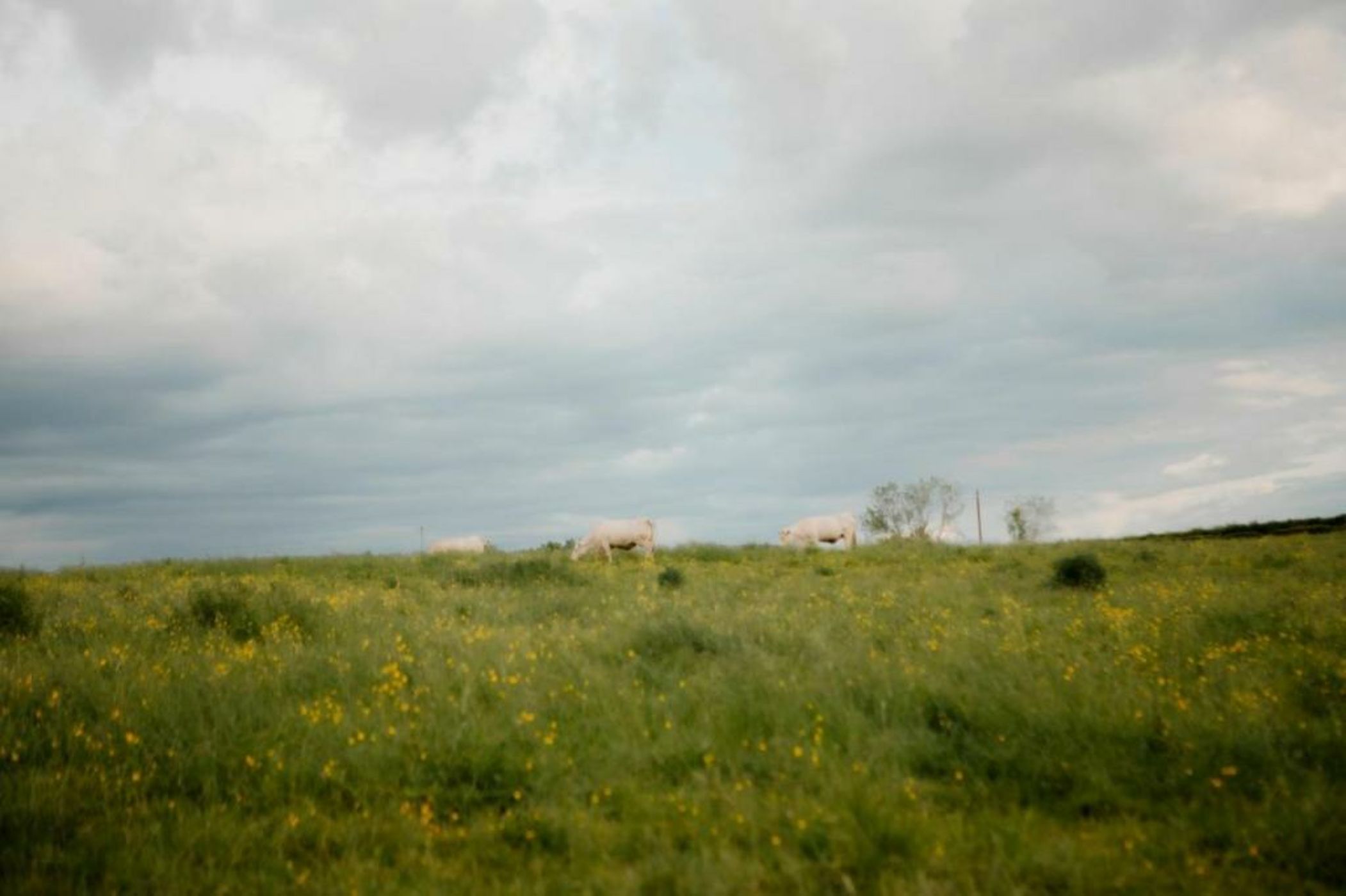 La suite nature by Lumipod x Tomette Singulière