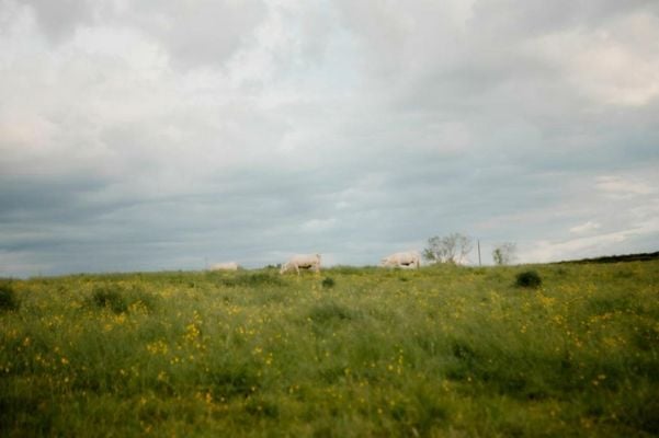 La suite nature by Lumipod x Tomette Singulière