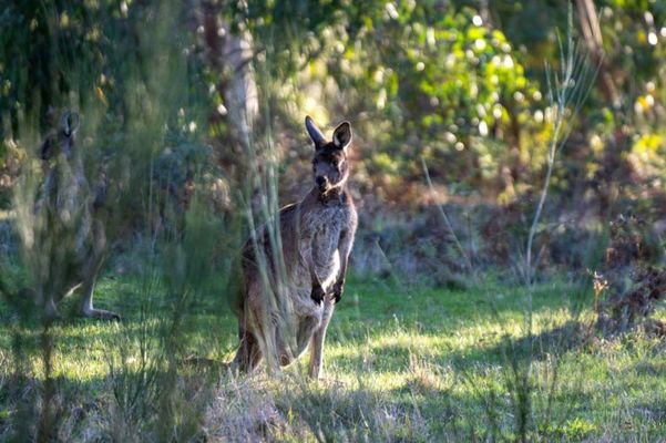CABN Hahndorf