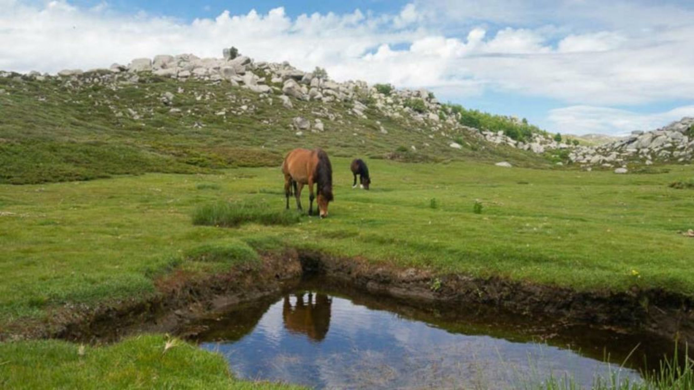 Domaine Le Mouflon D'Or