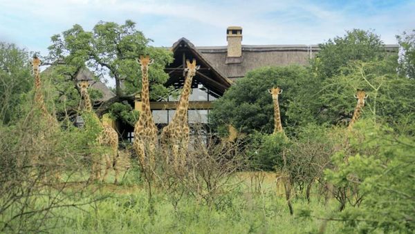 Jumeirah Thanda Safari