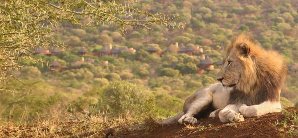 Jumeirah Thanda Safari